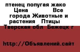 птенец попугая жако  › Цена ­ 60 000 - Все города Животные и растения » Птицы   . Тверская обл.,Бежецк г.